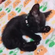 あっく。
