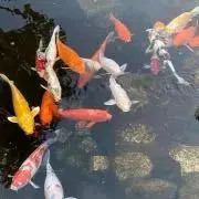 kaaの画像