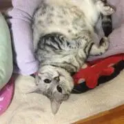 たぬきち