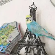 あめの画像