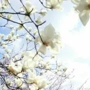mokの画像