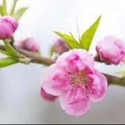 tachiの画像