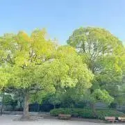 なゆの画像