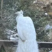 ハム※プロフ必読の画像