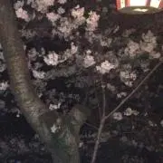 りんご