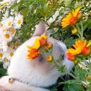 サリーの画像