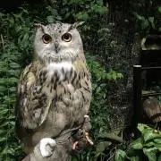 たかの画像