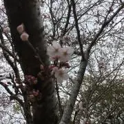 ももの画像