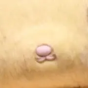 こあら(コメ/申請にて値下げ対応可)の画像