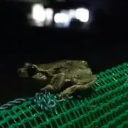 Frogの画像