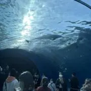 llasitalの画像
