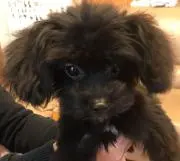 ナーナの画像