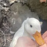あきの画像