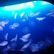 ぽむ