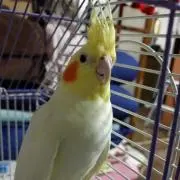 ナナポン