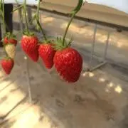 ぬーの画像