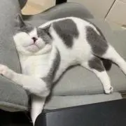 まめた