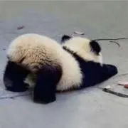 Chanちゃんの画像