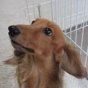 viviのガレージ「即購入OK」