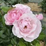a.