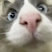 柴の画像