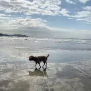 サンディの画像