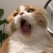 ちーの画像
