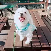 ゆりはやあみの画像