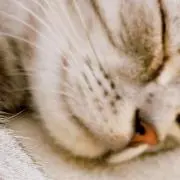 Tくん。の画像