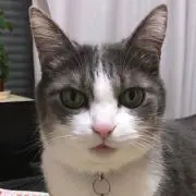 立華の画像