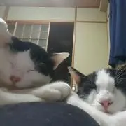 シオン