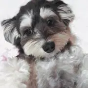 koronの画像