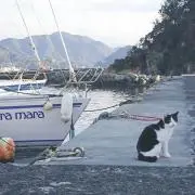 倉橋ひめな