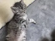 きりふきの画像
