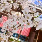かむかむ
