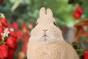 もちごめの画像