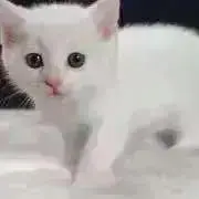 さらへの画像