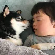 ハマー