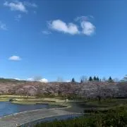 ずいの画像
