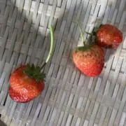 nanaの画像