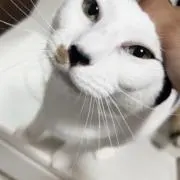 賽銭箱の画像