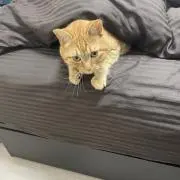 しんちゃんの画像