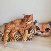 テトミントの画像