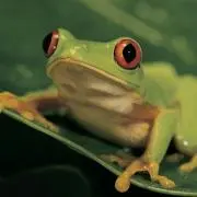 たまおの画像