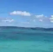 あんずの画像
