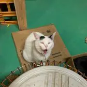 ゆちゃ