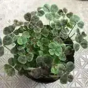 すずらんの画像