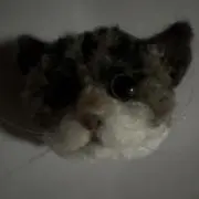 かずたんの画像