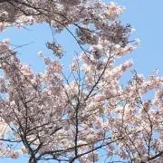 kotobuki