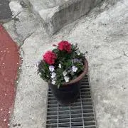 Taaの画像
